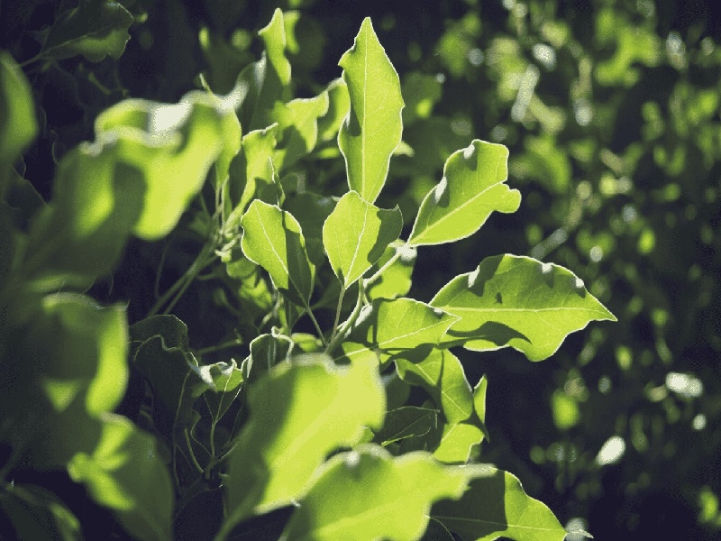 火漆印章绝版试管试管后肠胃不好试管移植次数多了